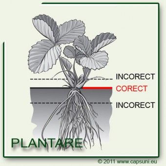 Plante butasi Mur fara tepi prindere 100% cu garantie