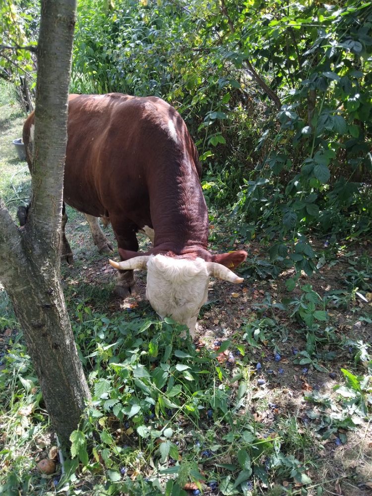 Taur de rasă de vanzare