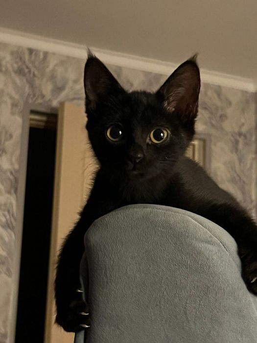 Отдаем черного ласкового котенка