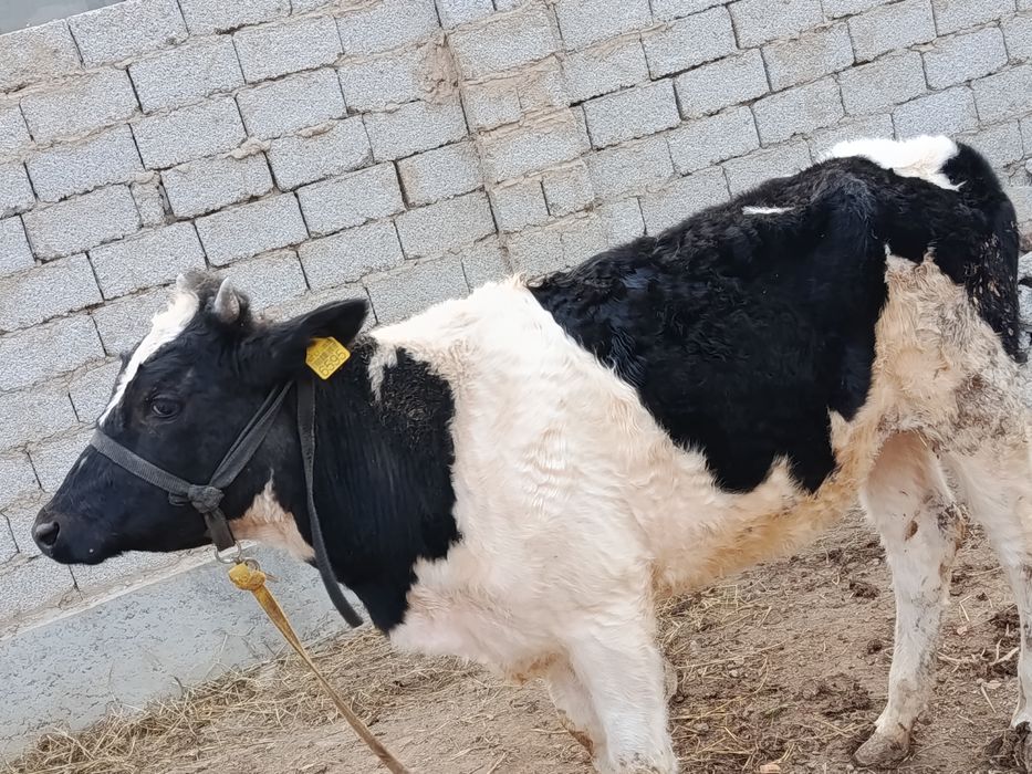 Asallomalekum g'unajin sotiladi