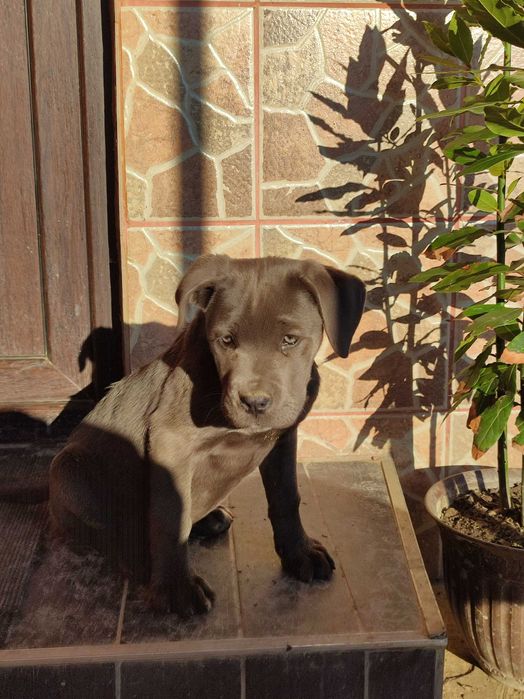 Vând cane corso  corso