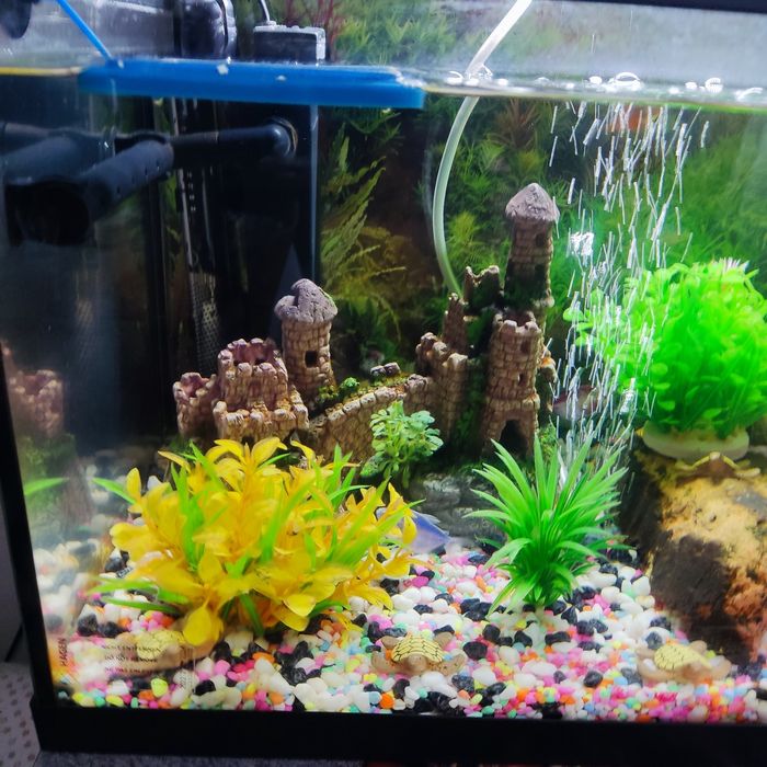Acvariu pești 60L