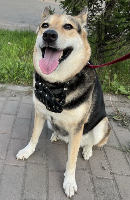 Нимерия, собака, 8 лет.