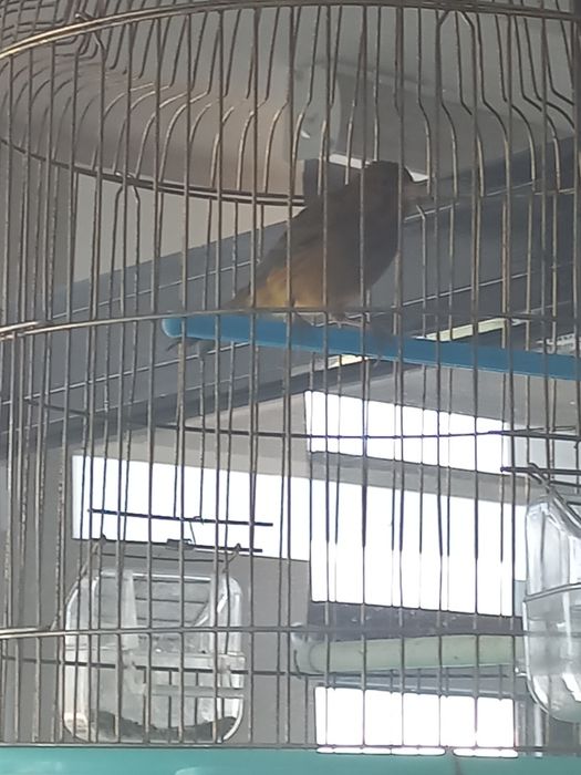 Канарейка сотилади