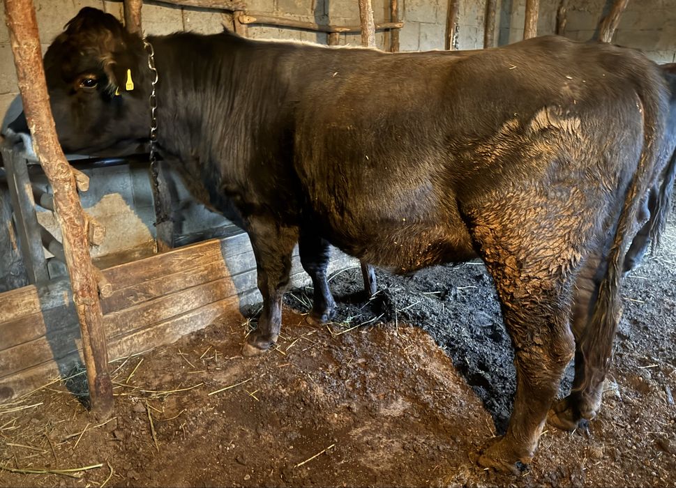 Семіз бордақыланған 3жасар бұқалар сатылады.Продам 3 ех годовалых бык