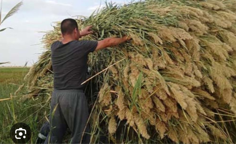 Қамыс черный потолк қа