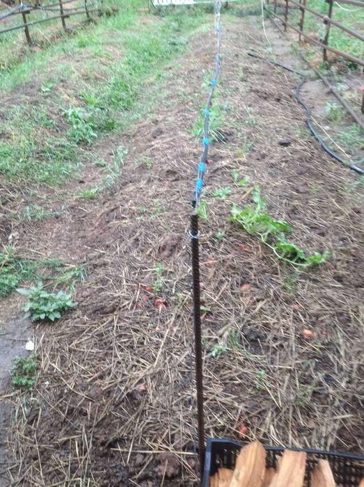 калифорнийские черви