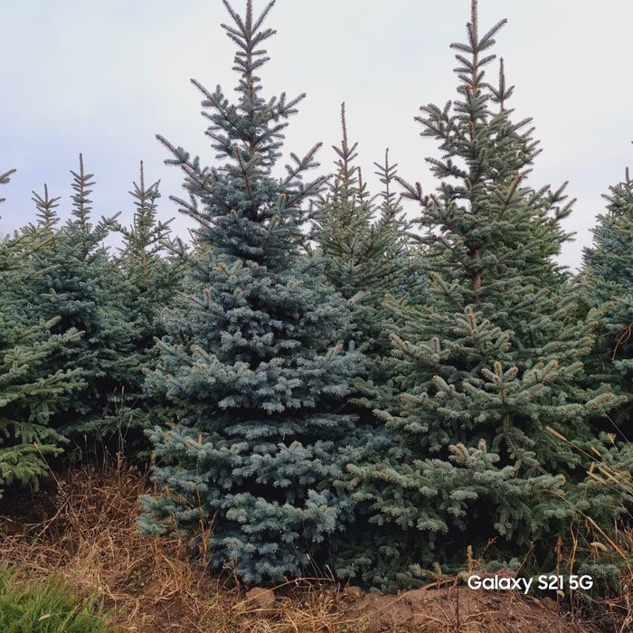 Brazi verzi si arginti