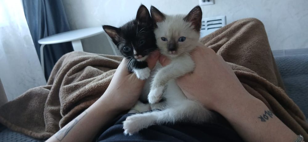 Отдам котят в добрые руки