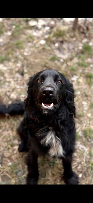 Ждем невесту вязка с нашим спаниелем.