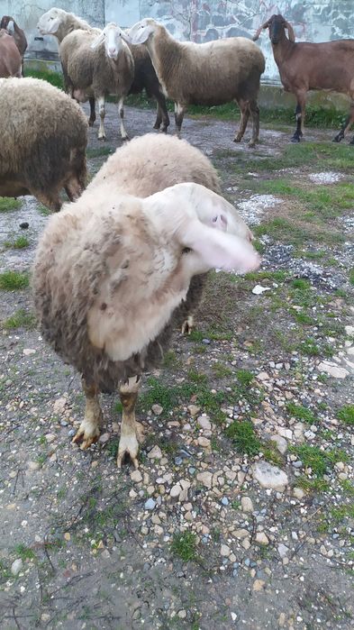 Мъжко агне Асаф ,