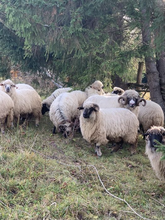 Berbec breaz vand/schimb