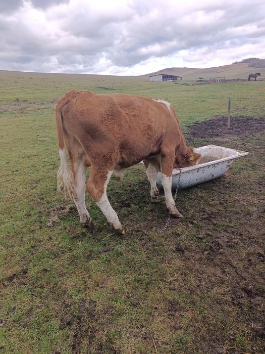 Vând tăuraș de 1 an și aproximativ 380 kg