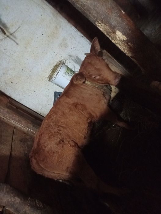 Vând vițică 12 saptamani