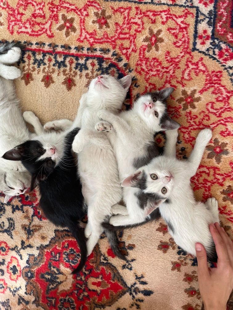Отдадим в хорошие руки котят