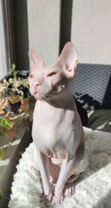 Отдам котика-сфинкса в хорошие руки