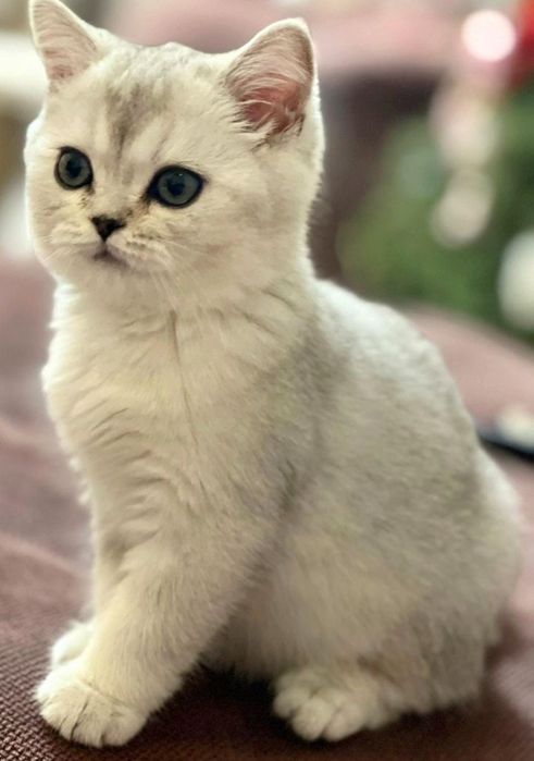 Британские котята серебро