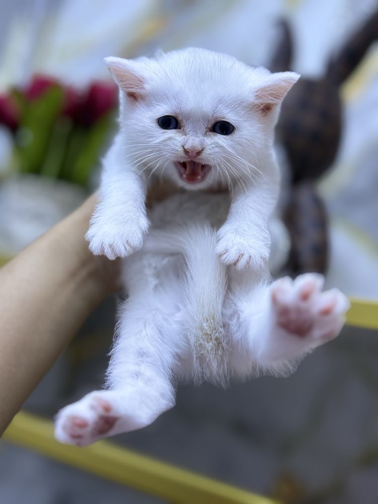 Шиншилла 6 штук 1 месяц