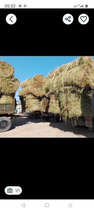 Сено люцерна жоношка урлон сатамын жоношка свкдый укос жоношка сатамын