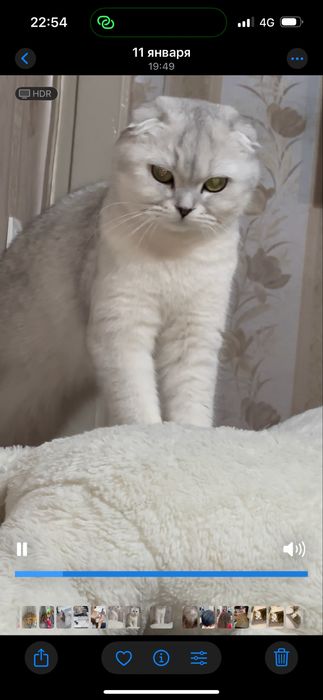 Продам элитного котенка