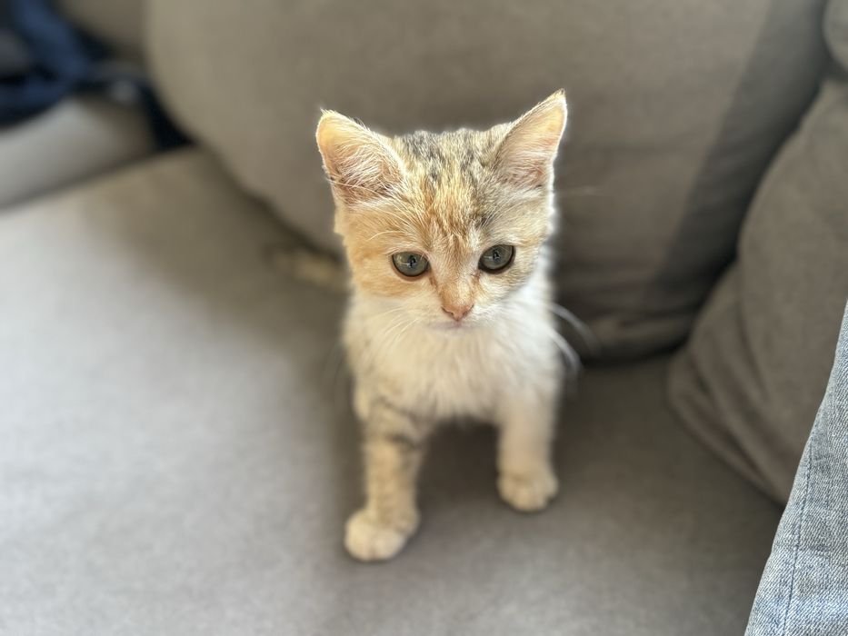 Котенок ( девочка)