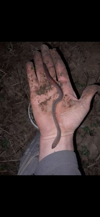 Земен Червей за риболов