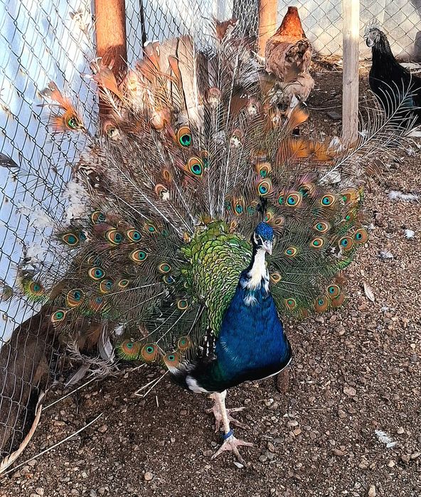 Mascul paun umăr negru purtător de ochi alb  !