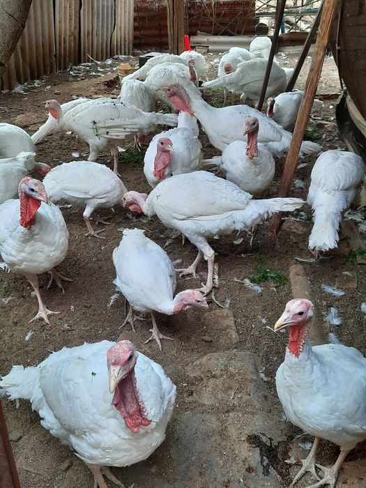 Продаются индюки