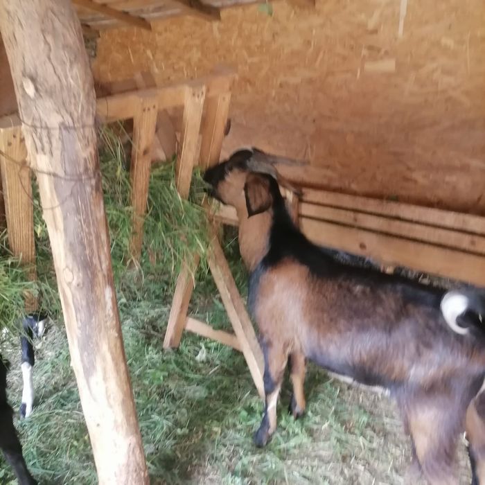 Vand iezi si iedute de rasa