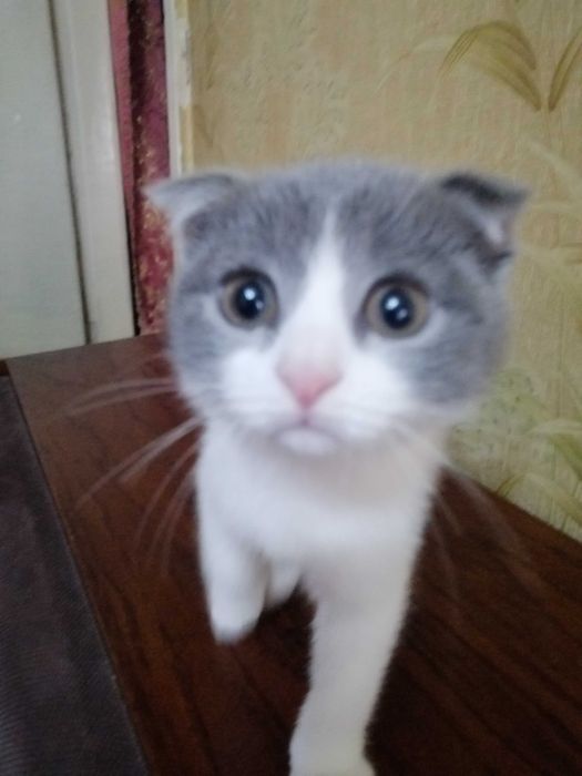 Необично чиройли шиншилла мушукчаси!