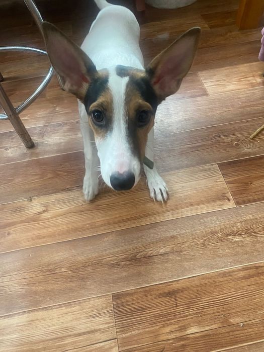 Ищу дом собачке девочке