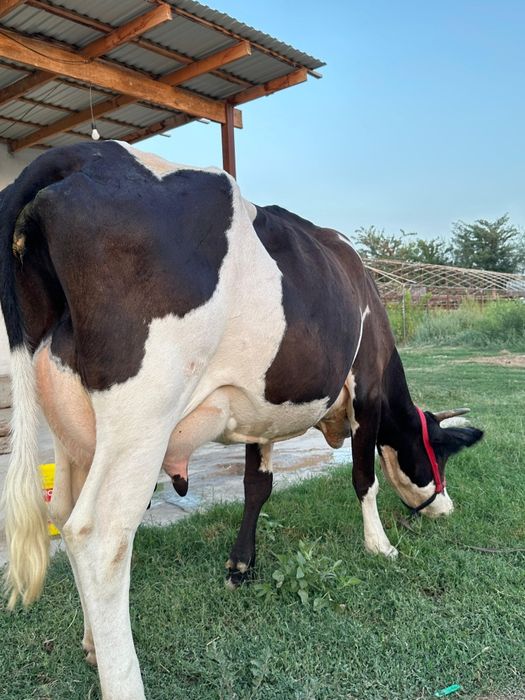 Сүтті  Бзаулы сиыр сүті 15-16 л