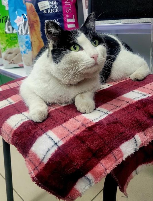 Кот и кошка ищут дом