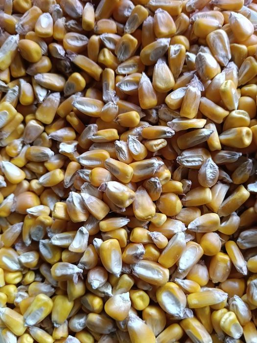 Vând boabe porumb, producție 2025