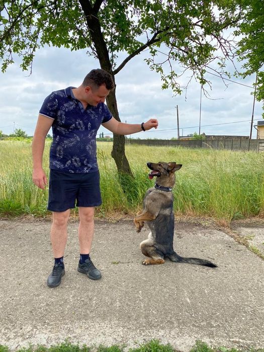 Dresaj canin profesional