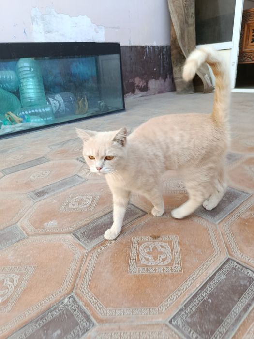 Кошка ( самка) хорошему человеку.