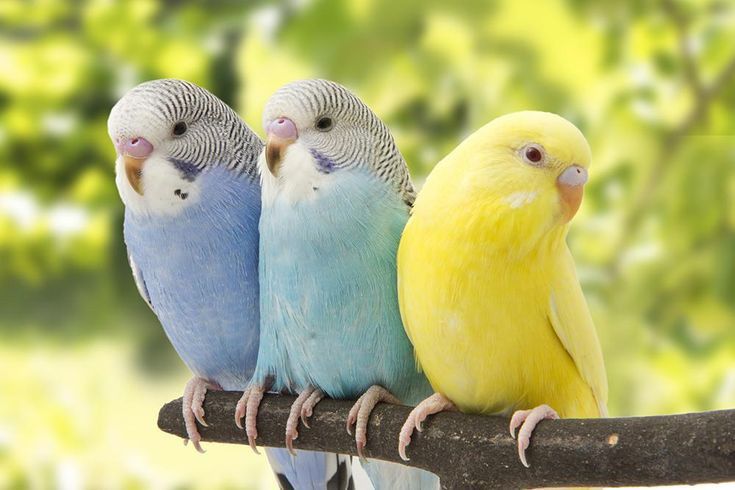 Домашние попугаи разных видов, от 6000