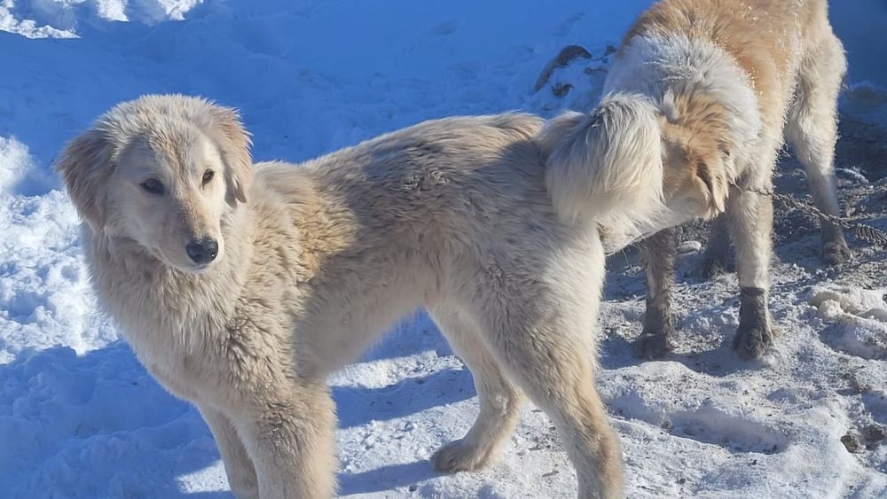 Төбет ит сатылады