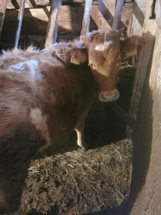 Vind juninca . Geamana.