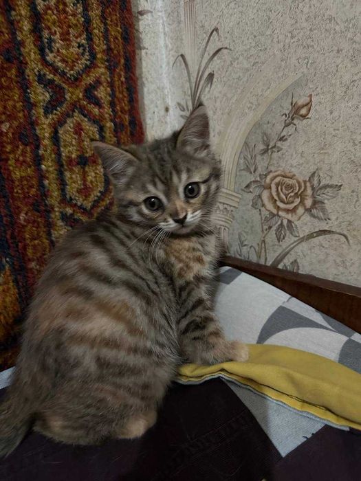 Отдам котят девочки