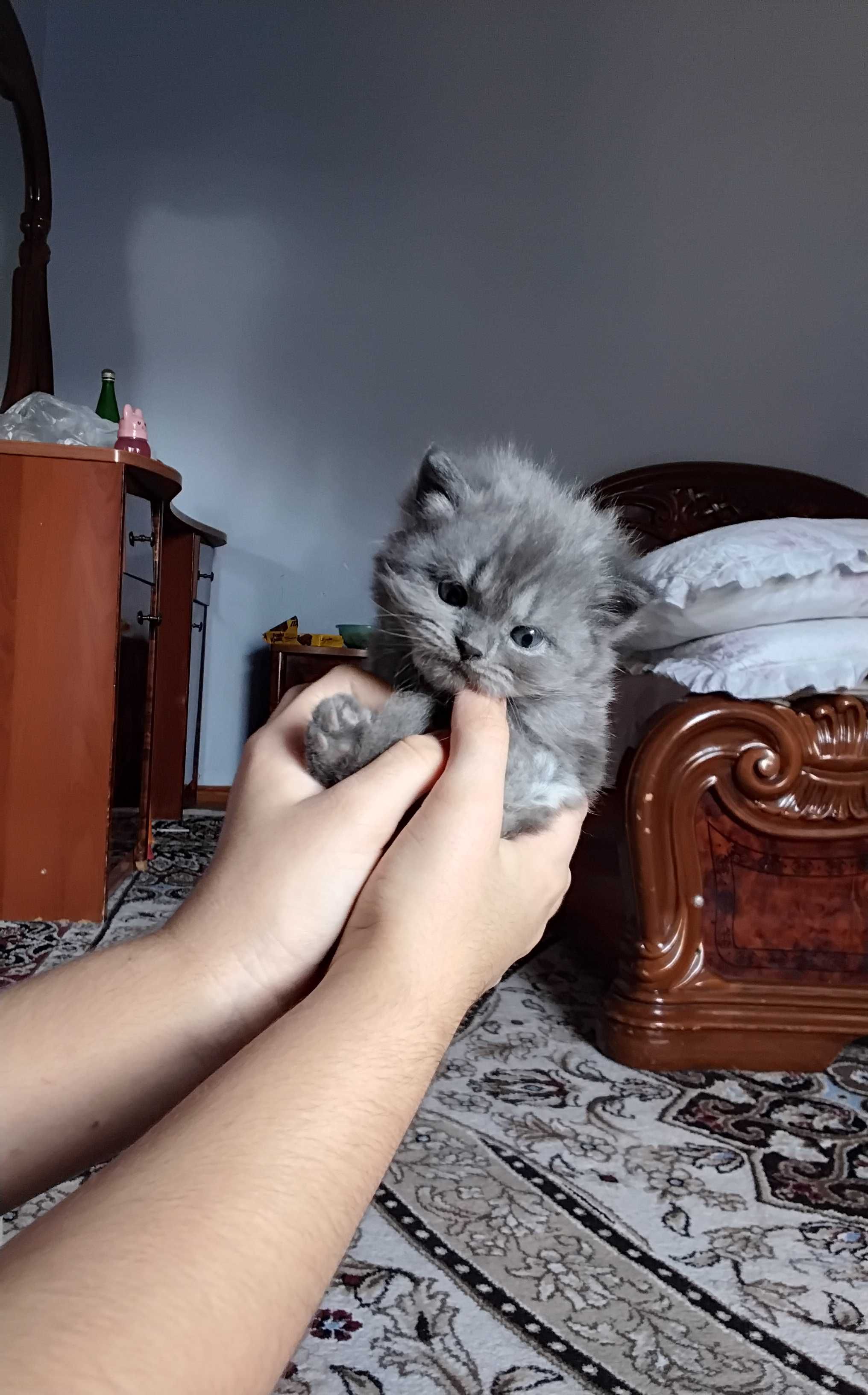 Tez va arzon zotdor mushukchalar sotiladi