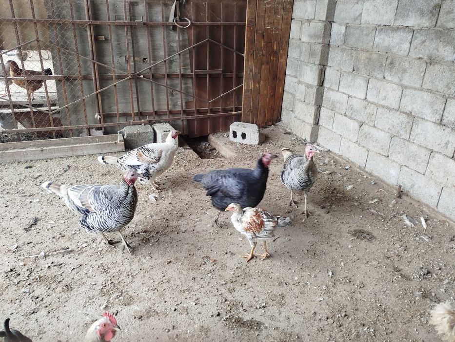 Индюк домашний срочно сатам