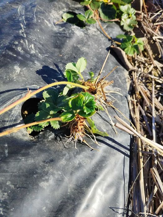 Разсад ягоди сорт Азия,Клери