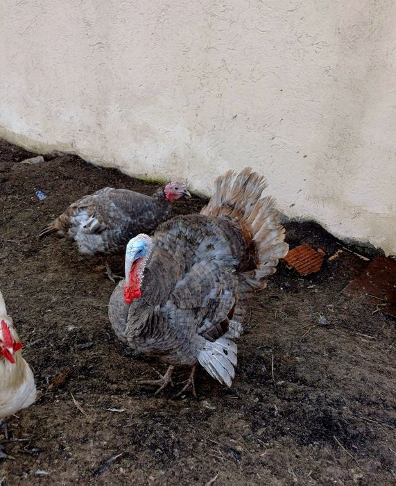 Curcani de casa famile 4+1