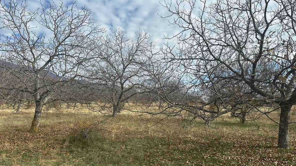 Продава се: Имот /овощна градина/ 2.998 дка,  м.Черешака,  с.Кърнаре