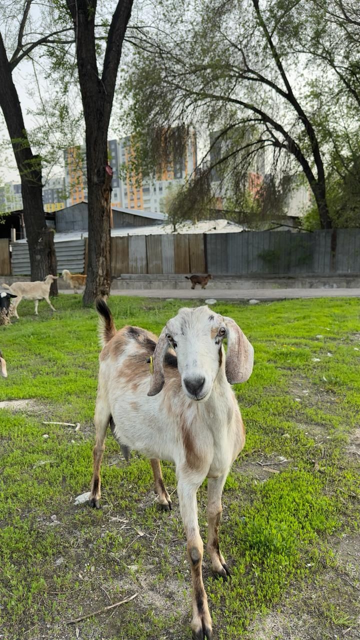 Срочно продам нубийского козу