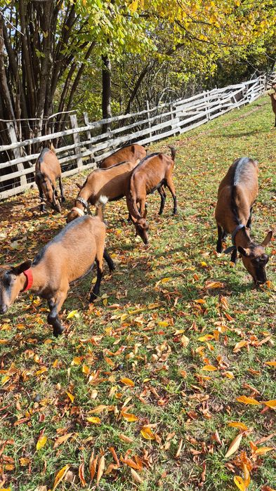 Vând 3 capre Alpine cu acte