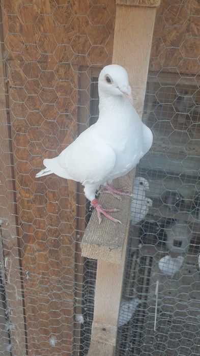 Ocazie! Vand 3 femele voiajor albe 2025 si un mascul voiajor alb 2023!