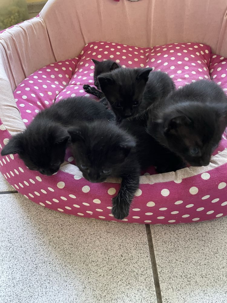 черни котета продавам