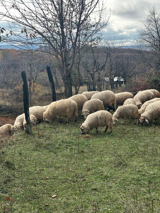 Vând la pachet oi și capre